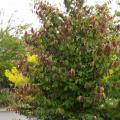 Persica Parrotia (1.5")