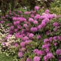 RHODODENDRON, ROSEUM ELEGANS 18"