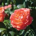 Orange Glow Knock Out Rose 2G