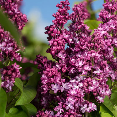 LILAC, VIRTUAL VIOLET 3-5 GALLON