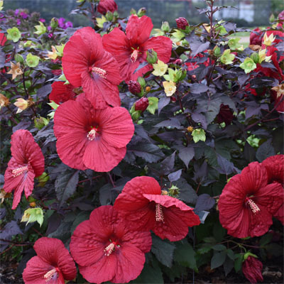 Summerific® 'Holy Grail' Rose Mallow Hibiscus hybrid - Hardy Hibiscus