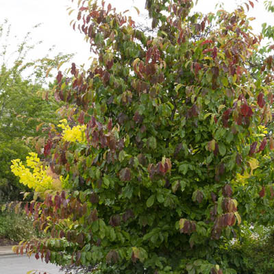 Persica Parrotia (1.5")