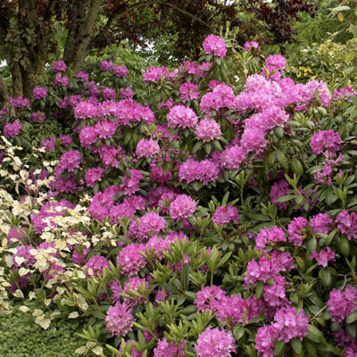 RHODODENDRON, ROSEUM ELEGANS 18"