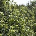 Steeds Upright Japanese Holly 10G