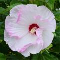 Summerific&reg; 'Ballet Slippers' Rose Mallow Hibiscus hybrid 3G