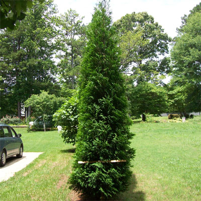 ARBORVITAE, AMERICAN PILLAR 8'