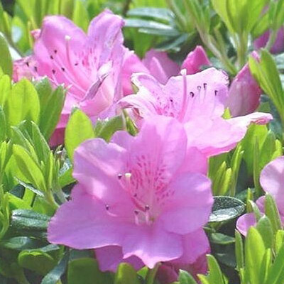 'Poukhanense Compacta' Azalea 1G