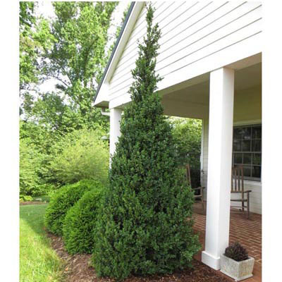 BOXWOOD, DEE RUNK 6-7 GAL