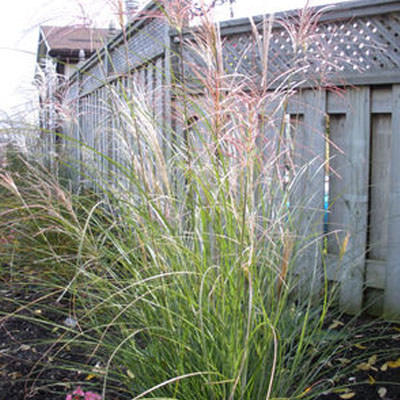 GRASS, AUTUMN LIGHT 2 GAL