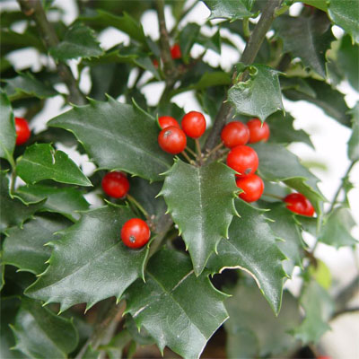 HOLLY, CENTENNIAL DRAGON 5'