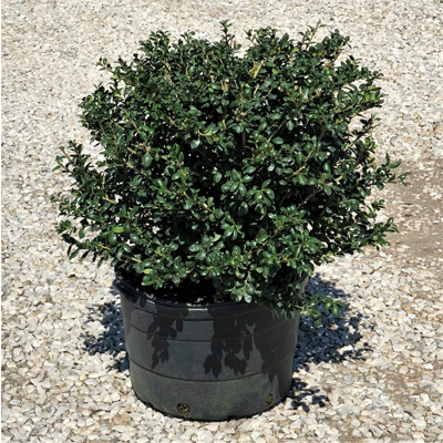 HOLLY, HETZII 3-5 GALLON