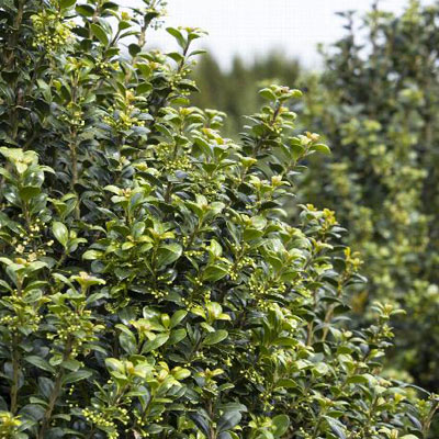 Steeds Upright Japanese Holly 10G