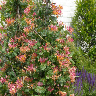 Goldflame Honeysuckle 2G