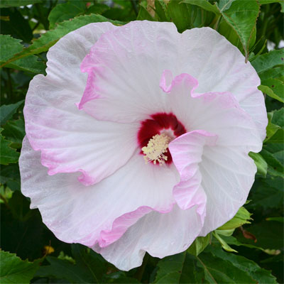 Summerific&reg; 'Ballet Slippers' Rose Mallow Hibiscus hybrid 3G