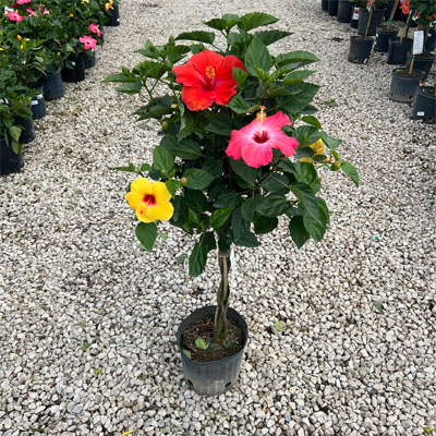 Braided  Multi-Color Hibiscus Tree