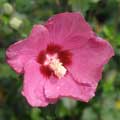 'Lil' Kim Red Rose of Sharon 'Althea' 3-5 gal