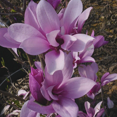 MAGNOLIA, ANN 5'