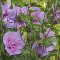ALTHEA, LAVENDER CHIFFON TREE 7G
