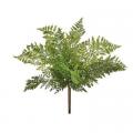 Natural Lady Touch Fern Bush