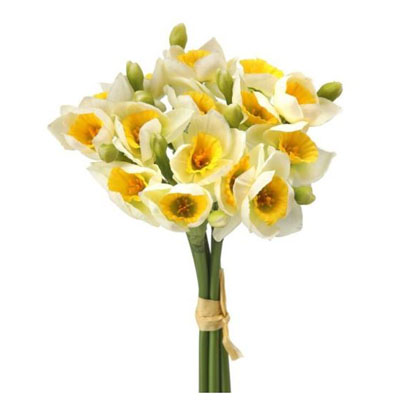 BUNDLE,12" NARCISSUS WHITE/YELLO