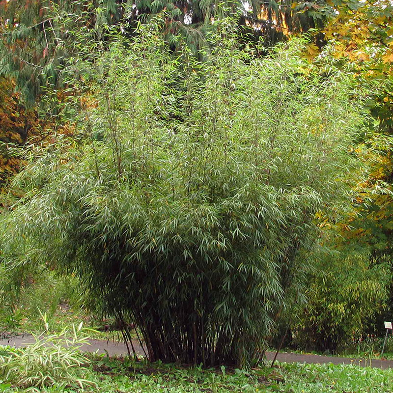 HARDY BAMBOO