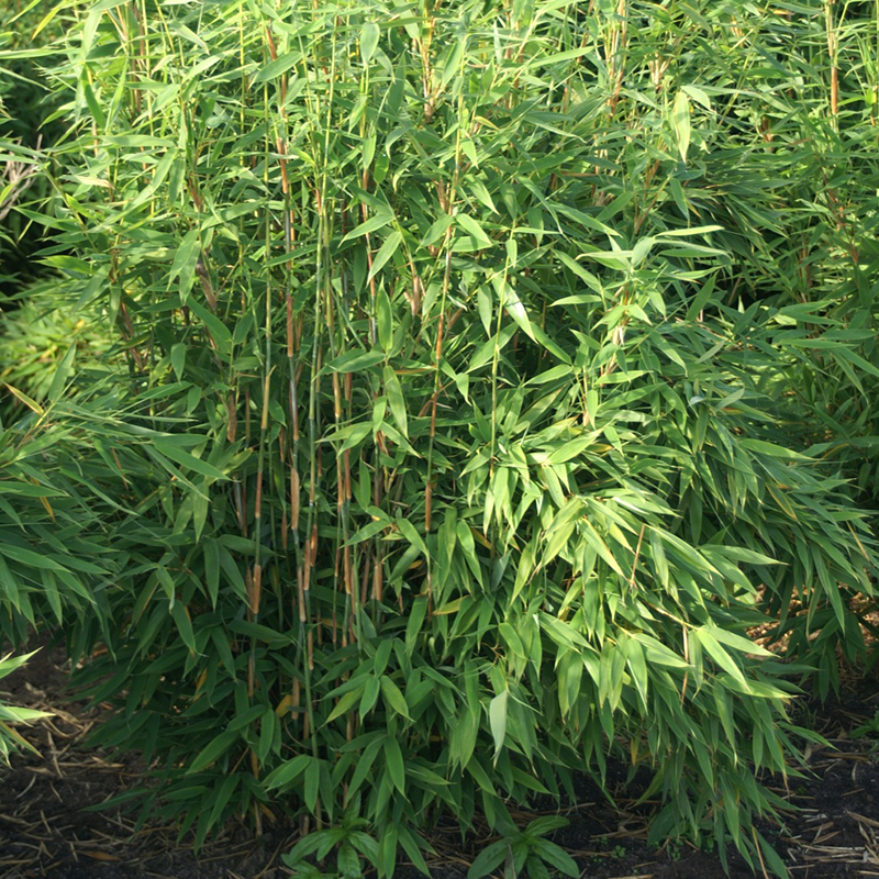 BAMBOO