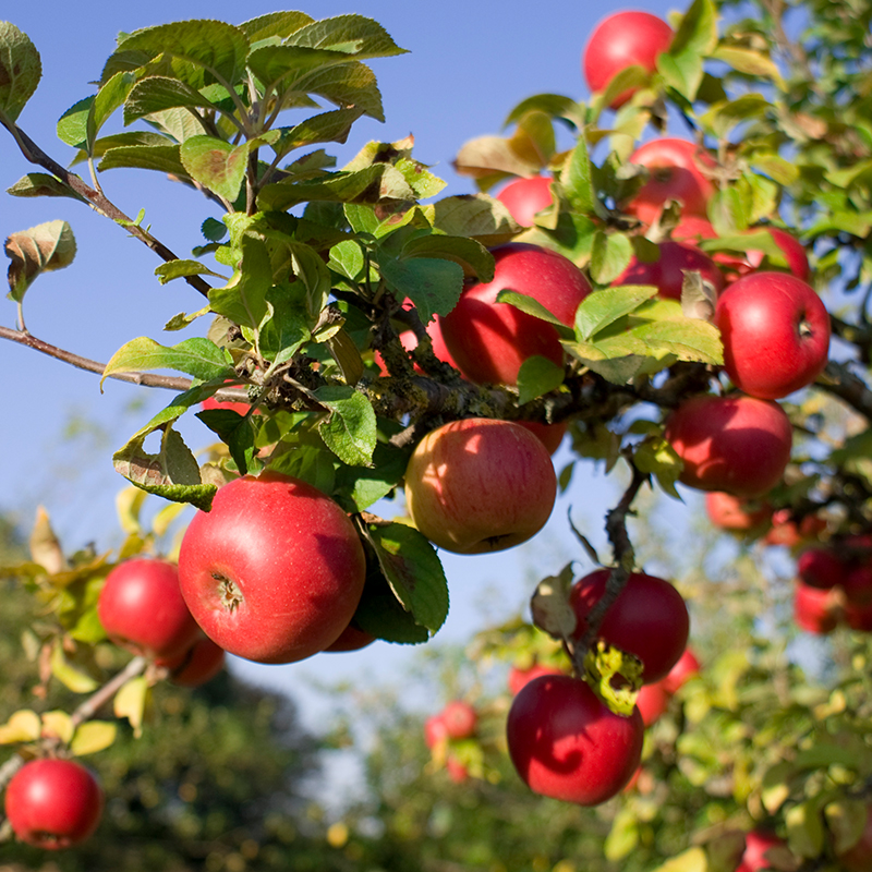 APPLE TREES