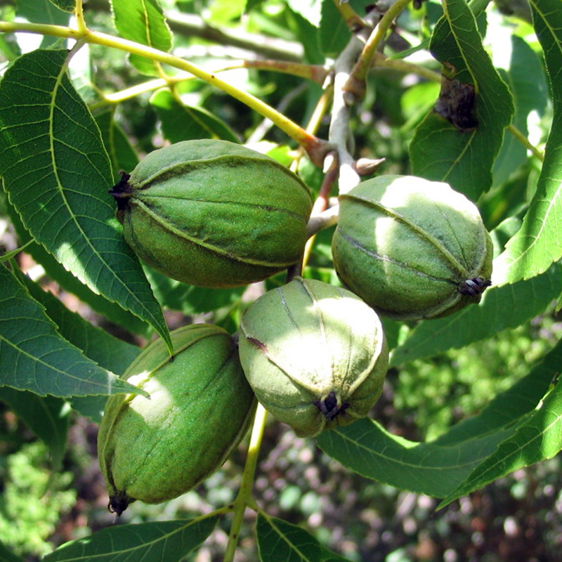 NUT TREES