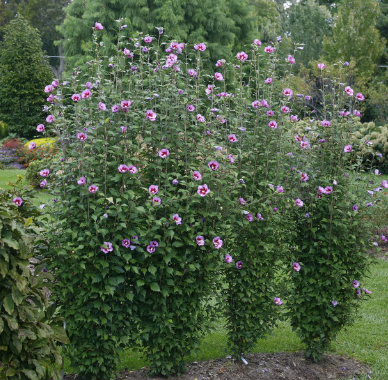 Purple Pillar Rose of Sharon 'Althea' 10G