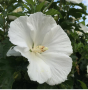 White Angel Rose of Sharon 'Althea' 2gal