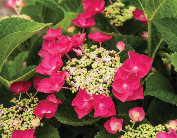 Cherry Explosion Hydrangea  2G 