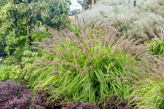 'Lemon Squeeze' Fountain Grass 1G