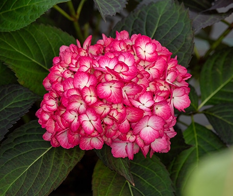 Eclipse Hydrangea 2G