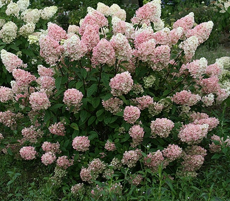 Strawberry Sundae Hydrangea 2G