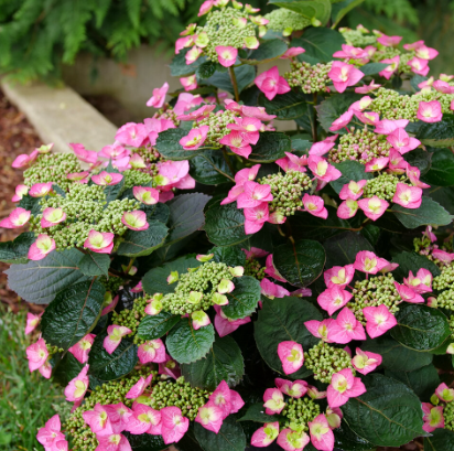 Tuff Stuff Top Fun® Reblooming Mountain Hydrangea 5G