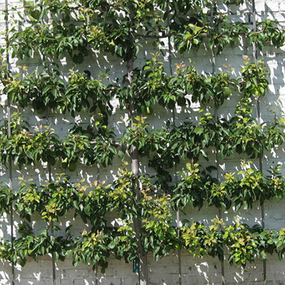 COLUMNAR AND ESPALIER