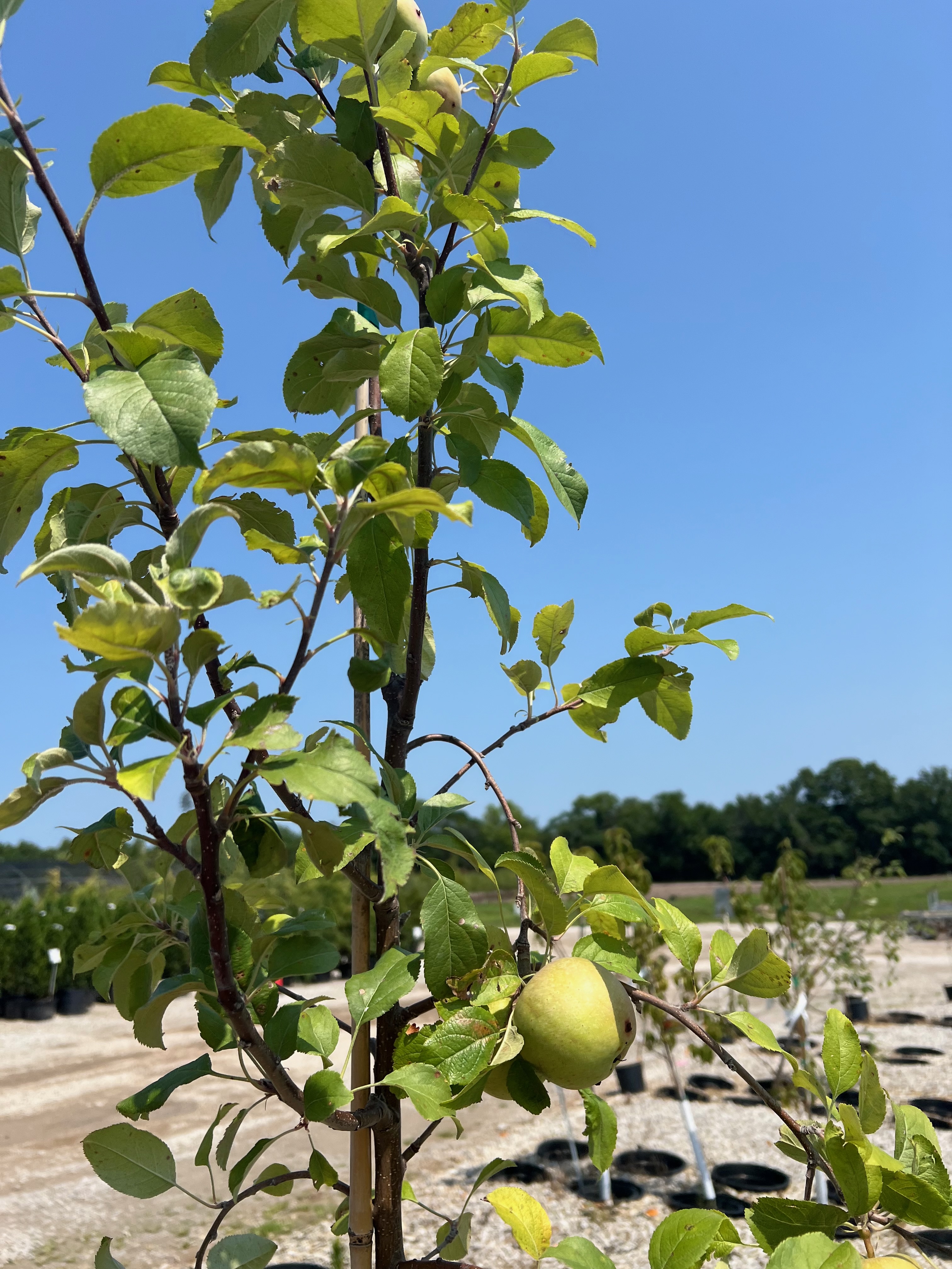 Firestorm Apple Tree (7 Gal)