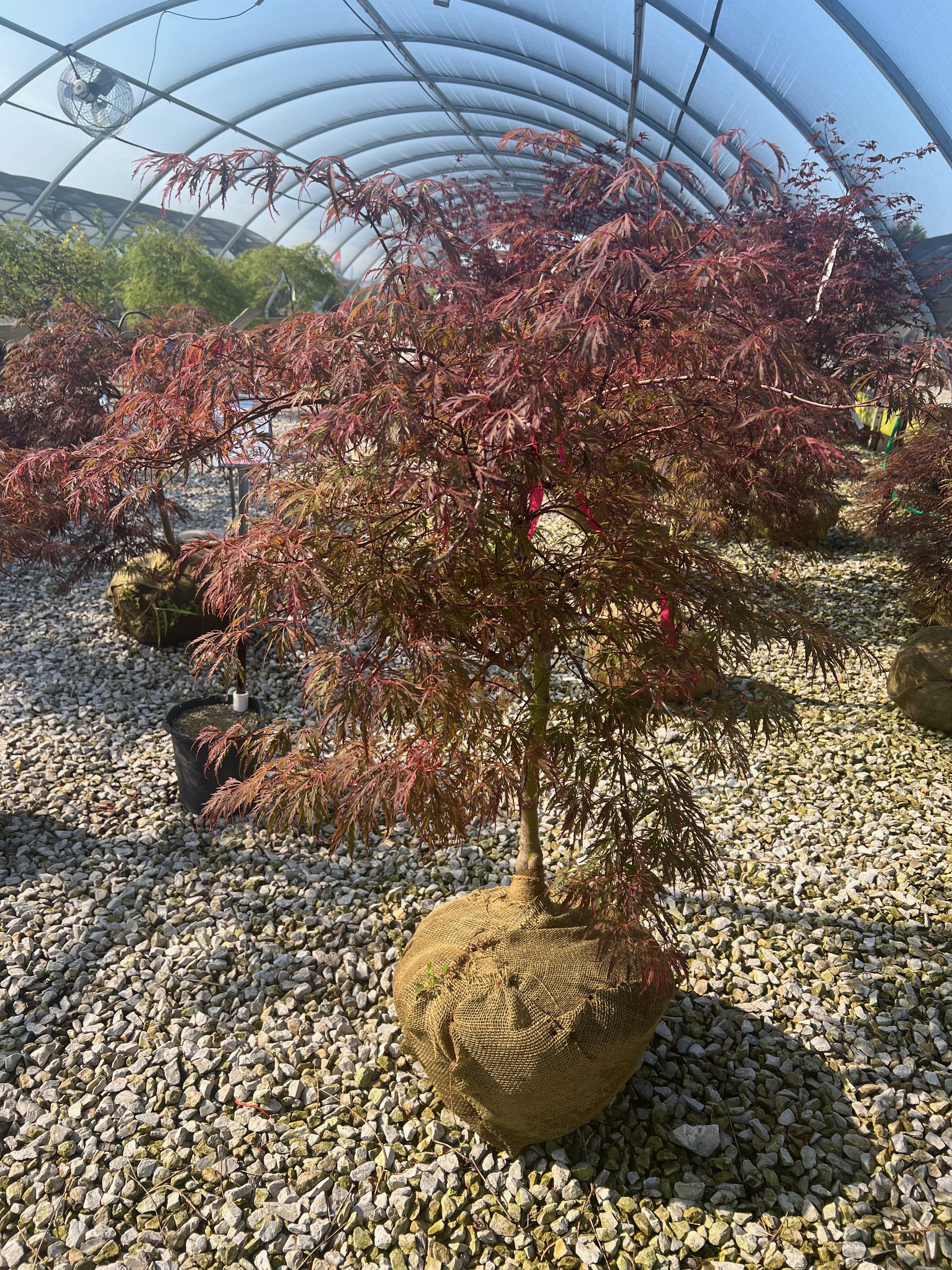 Crimson Princess Japanese Maple 24-inch