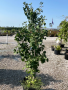 GINKGO 2-inch