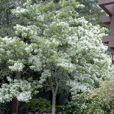 FRINGETREE