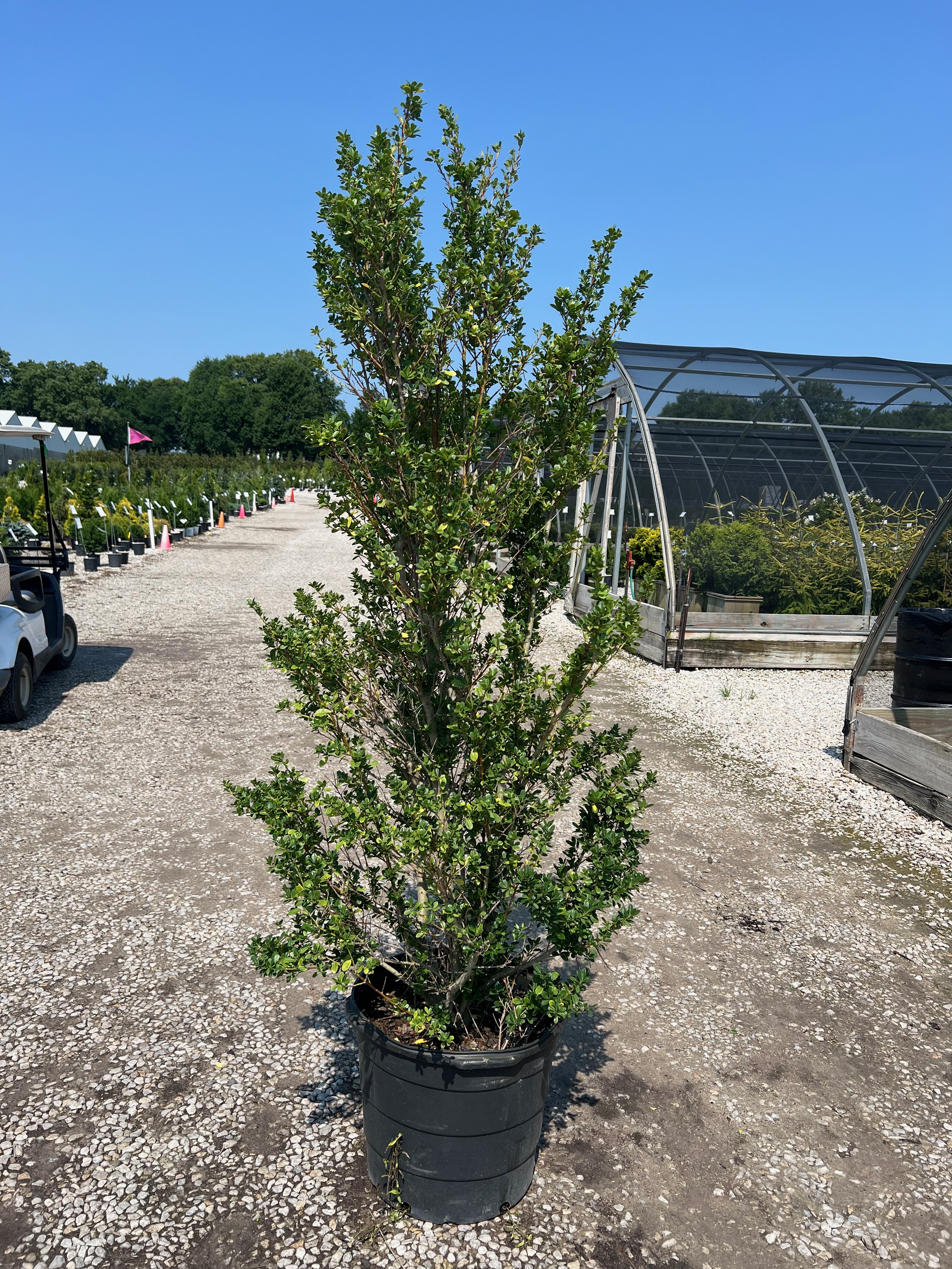 Schwoebel Upright Holly 15 gal