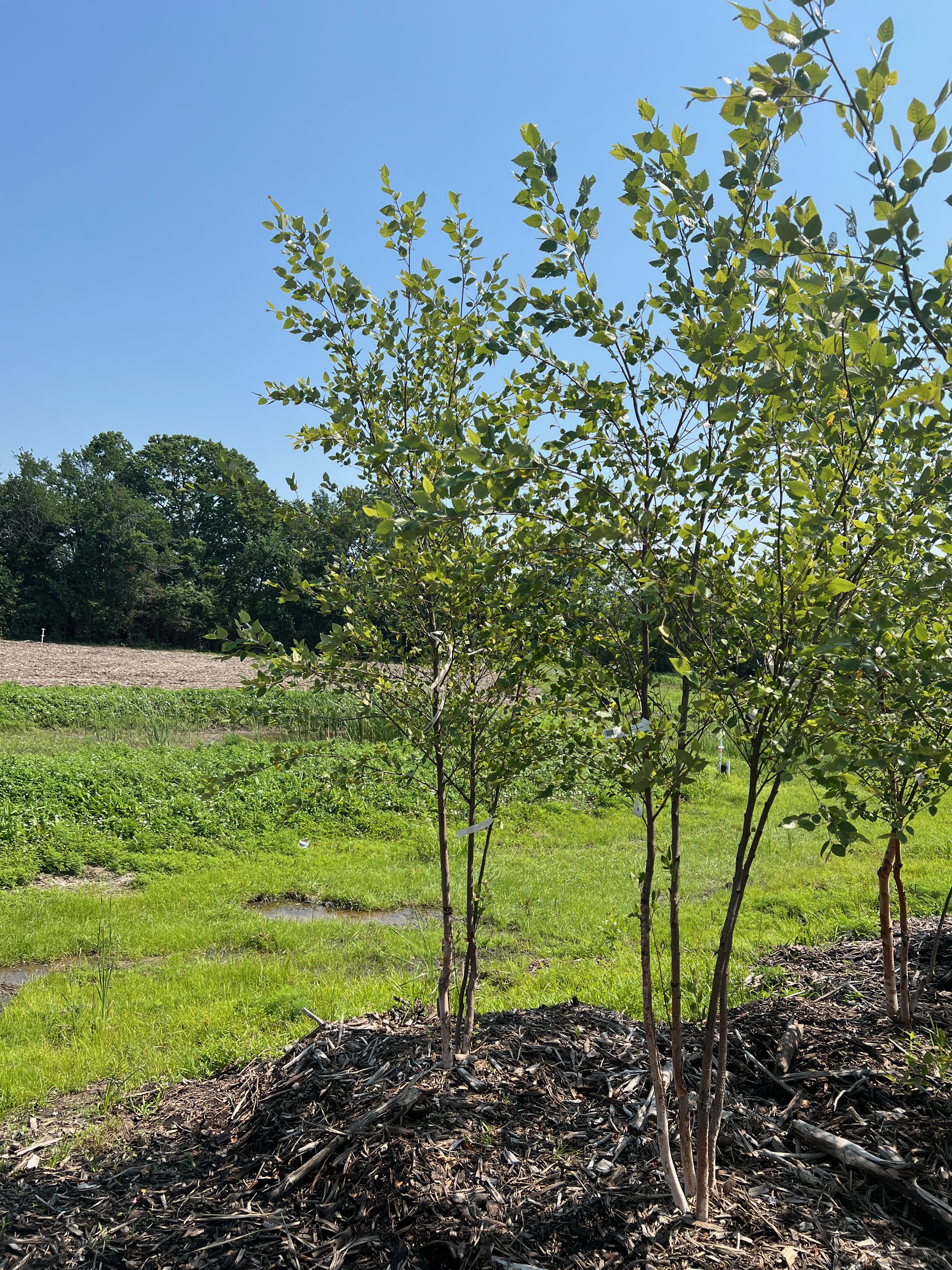 Dura Heat River Birch - Clump 