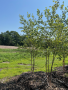 Dura Heat River Birch - Clump 