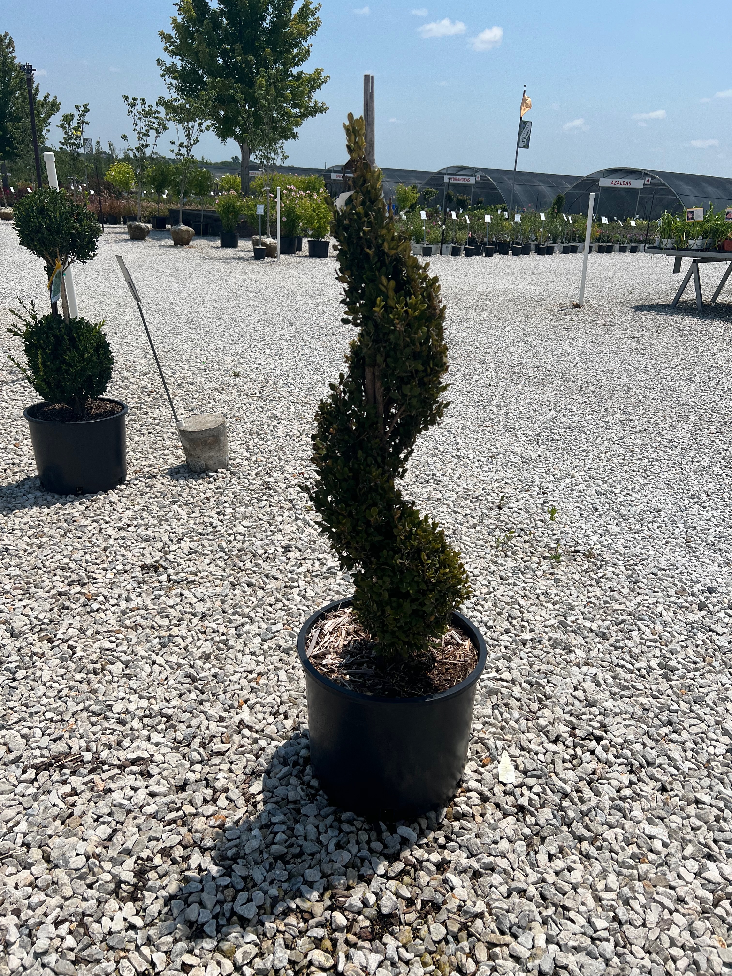 Green Mountain Spiral Boxwood