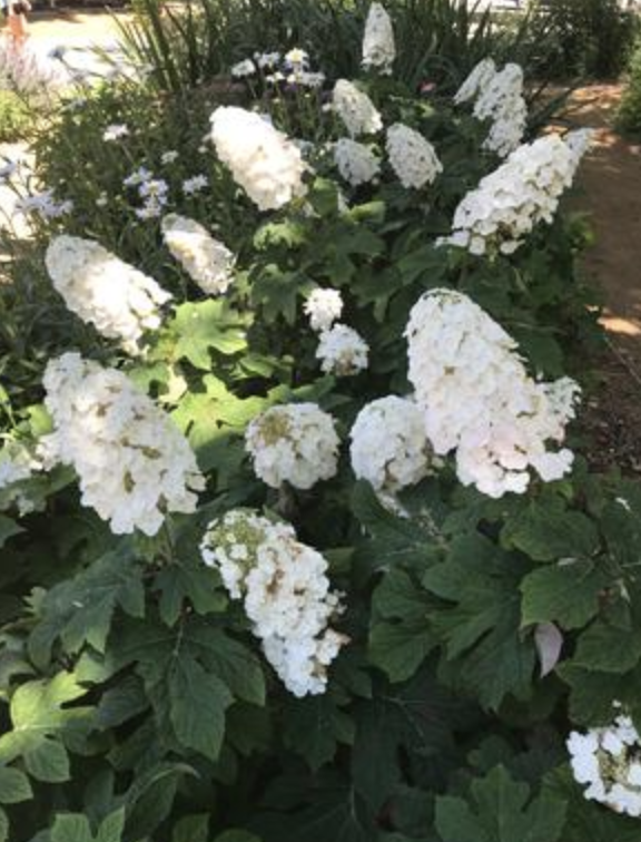 Alice in Wonderland Oakleaf Hydrangea