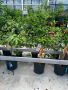 Citrus Trees - Lemon Trees, Lime Trees, Orange Trees  2-gal