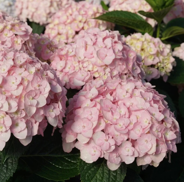 Wee Bit Innocent Bigleaf Hydrangea 2G