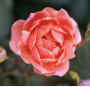 Coral Knock Out Rose 2G