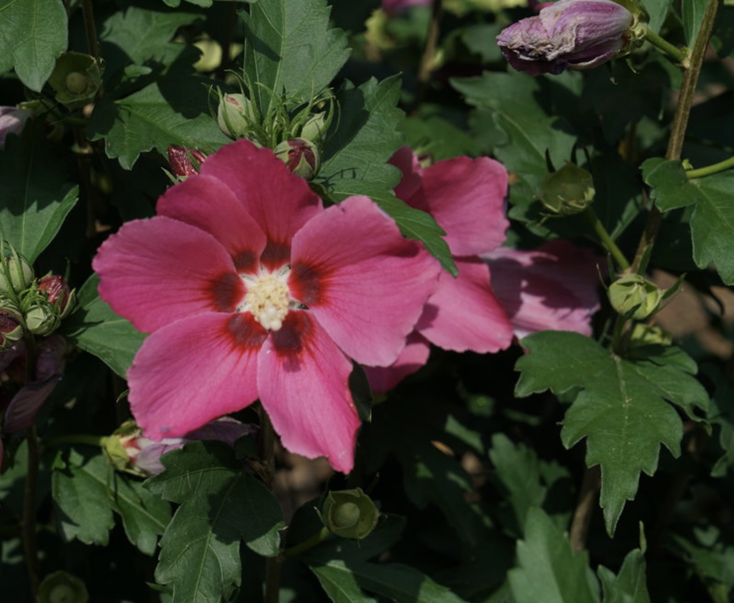 Paraplu Rouge® Rose of Sharon 2G