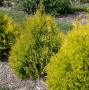 Lemon Burst Arborvitae 2G